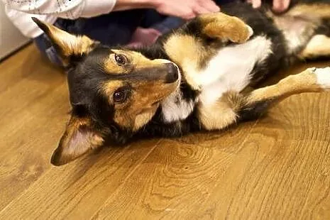 KUMIN mały, nakolankowy dzieciaczek do adopcji,  mazowieckie Warszawa