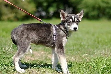 Nuri - szczeniak w typie husky potrzebuje kochając