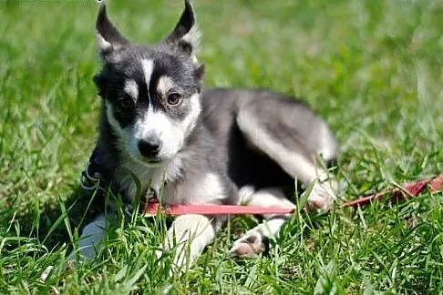 Nuri - szczeniak w typie husky potrzebuje kochając