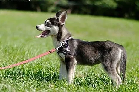Nuri - szczeniak w typie husky potrzebuje kochając