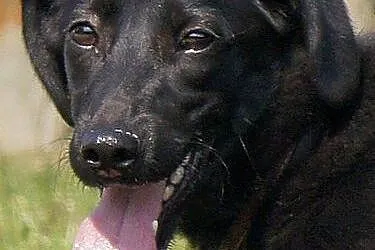 Ursa w typie labradora do adopcji,  podkarpackie Przemyśl