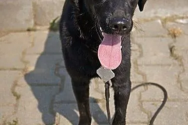 Ursa w typie labradora do adopcji,  podkarpackie P