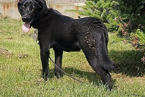 Ursa w typie labradora do adopcji,  podkarpackie P