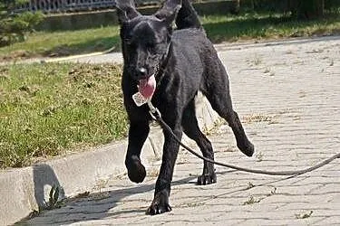Ursa w typie labradora do adopcji,  podkarpackie P