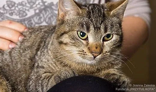 Prinses sa jak czekolada z chilli , łódzkie Łódź