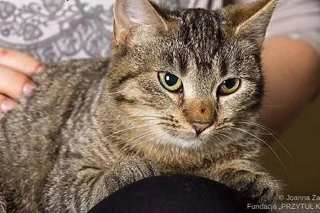 Prinses sa jak czekolada z chilli ,  łódzkie Łódź