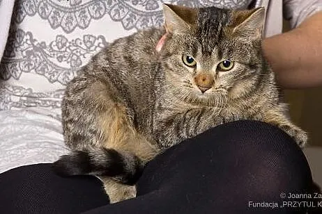 Prinses sa jak czekolada z chilli ,  łódzkie Łódź