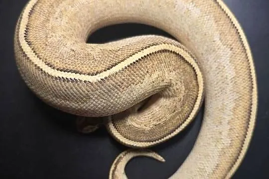 Wąż pyton królewski, python regius samica, Dolnośląskie, Wrocław