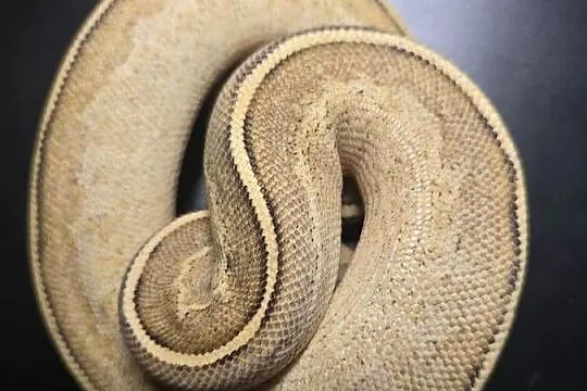Wąż pyton królewski, python regius samica, Dolnośląskie, Wrocław