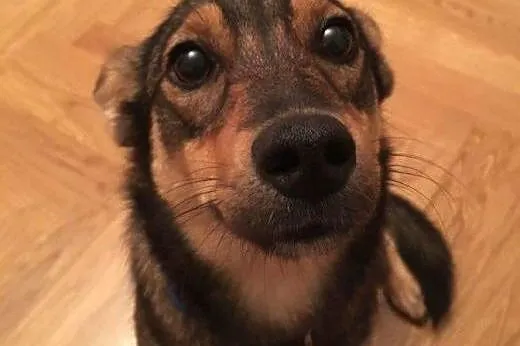 KAWA - maleńska, młoda sunia -do adopcji,  mazowieckie Warszawa