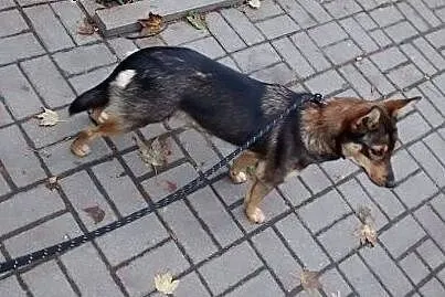 KAWA - maleńska, młoda sunia -do adopcji,  mazowie