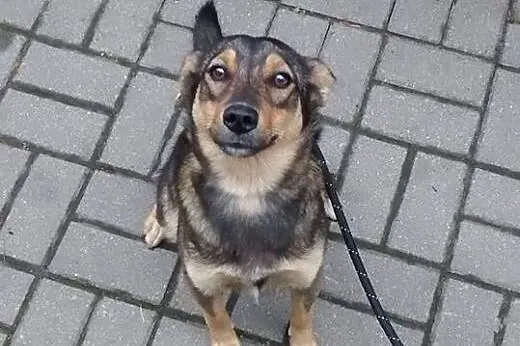 KAWA - maleńska, młoda sunia -do adopcji,  mazowie