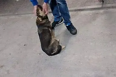 KAWA - maleńska, młoda sunia -do adopcji,  mazowie