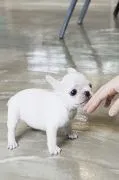 Szczenięta buldoga francuskiego na sprzedaż,,,,,....mmmmm