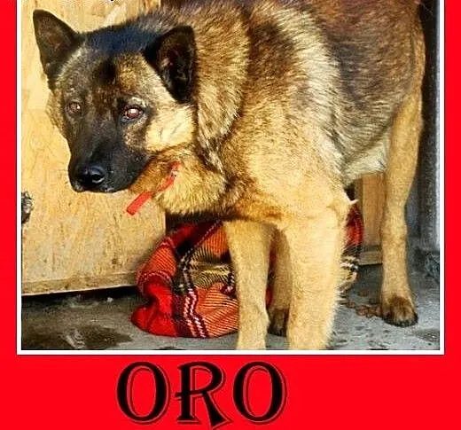Szpic mix,łagodny,spokojny,zrównoważony pies ORO.A