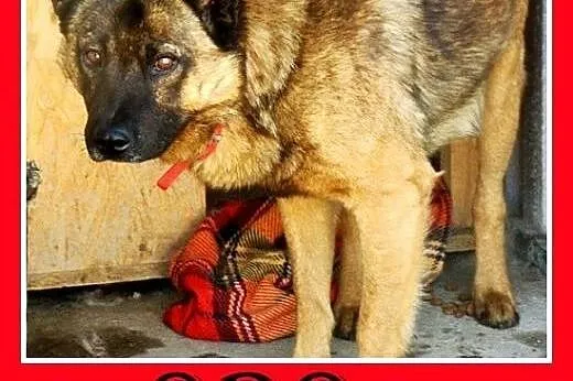 Szpic mix,łagodny,spokojny,zrównoważony pies ORO.A