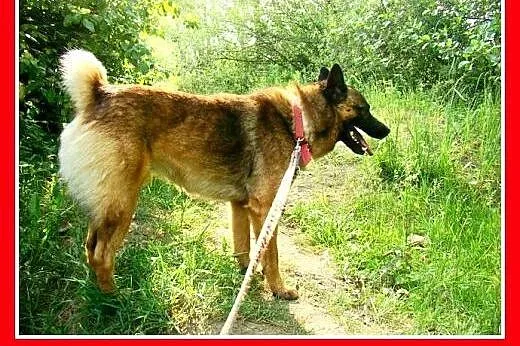 Szpic mix,łagodny,spokojny,zrównoważony pies ORO.A