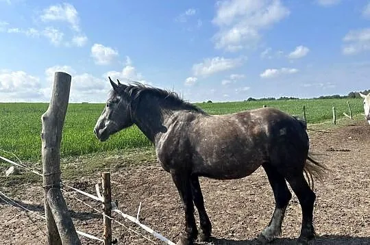 Konie Zimnokrwiste, Zachodniopomorskie, Golczewo