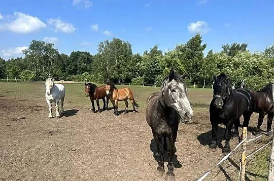 Konie Zimnokrwiste, Zachodniopomorskie, Golczewo