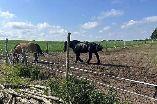 Konie Zimnokrwiste, Zachodniopomorskie, Golczewo
