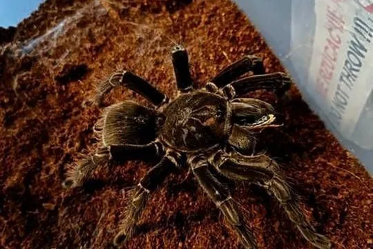 Pamphobeteus machalla