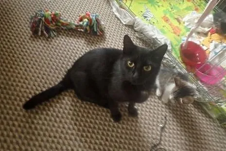 Zoja-cudna kotka do adopcji FILMIK,  Koty pospolit