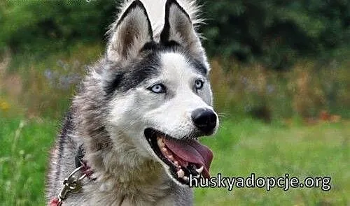 TROY- młody i spokojny pies husky do adopcji, maz