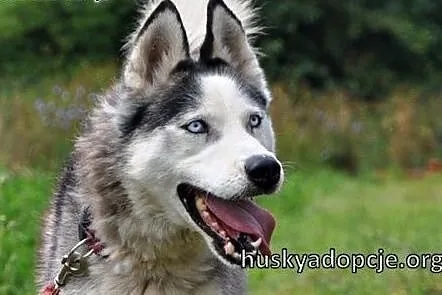 TROY- młody i spokojny pies husky do adopcji, mazowieckie Warszawa