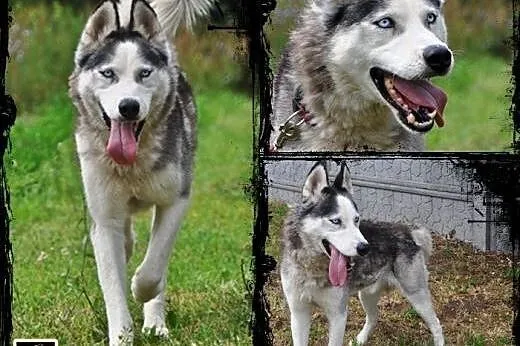 TROY- młody i spokojny pies husky do adopcji,  maz