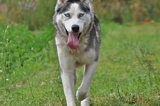 TROY- młody i spokojny pies husky do adopcji,  maz