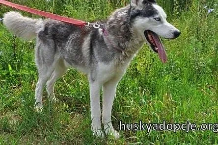 TROY- młody i spokojny pies husky do adopcji,  maz