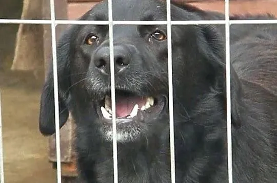 LABI w typie labradora