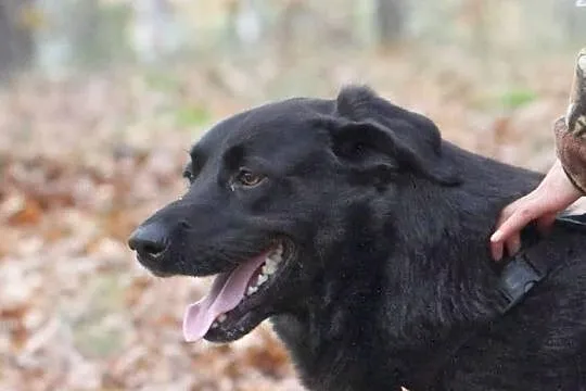 LABI w typie labradora
