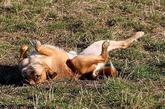 Papardel przylepka, wesoły, bardzo grzeczny i przy