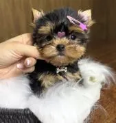 Przepiękne szczenięta Yorkshire Terrier, pies i suczka, dostępne od ręki.