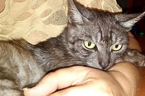 SZAFIREK tylko mnie kochaj !!!,  mazowieckie Warsz