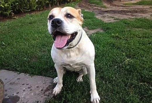 ABI urocza amstaffka do adopcji , wielkopolskie P