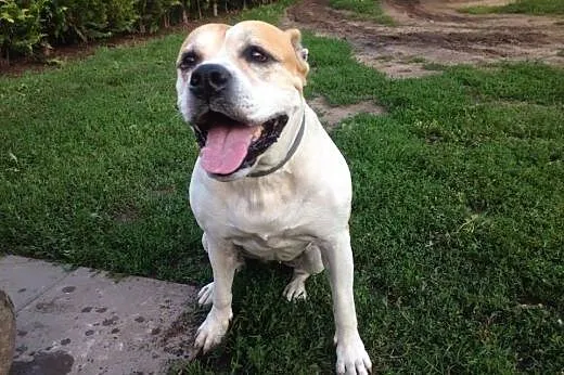 ABI urocza amstaffka do adopcji , wielkopolskie Poznań