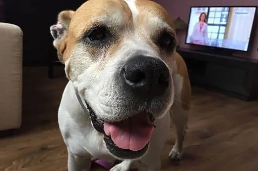ABI urocza amstaffka do adopcji ,  wielkopolskie P
