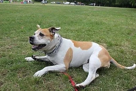 ABI urocza amstaffka do adopcji ,  wielkopolskie P