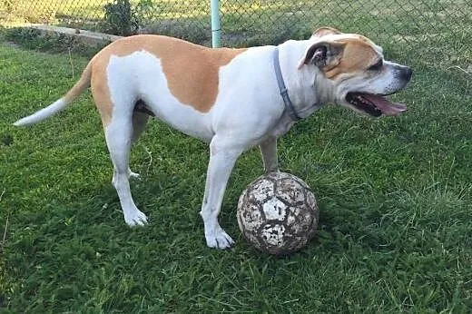 ABI urocza amstaffka do adopcji ,  wielkopolskie P