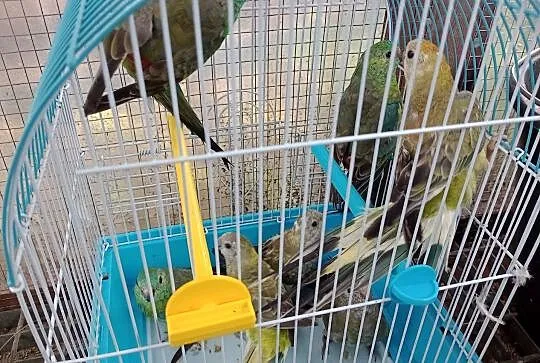 Świergotki i Nimfy szukają nowego domu, Wielkopolskie, Słupca