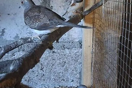 Papugi i inne, Kujawsko-pomorskie, Wąbrzeźno