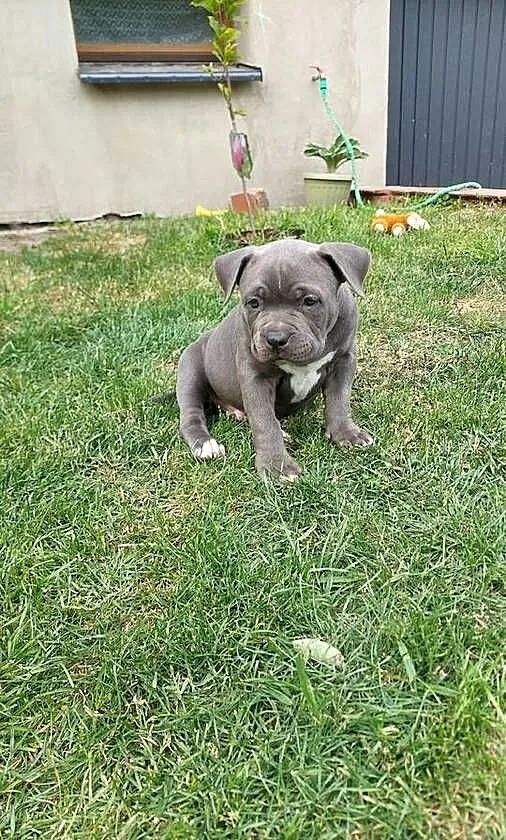 American bully, Dolnośląskie, Syców