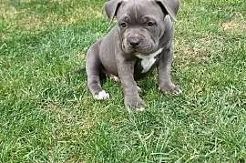 American bully