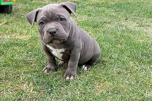 American bully, Dolnośląskie, Syców