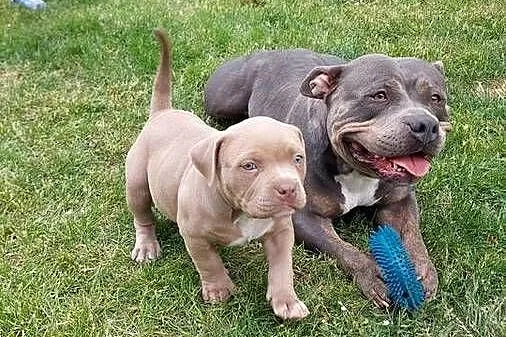 American bully, Dolnośląskie, Syców