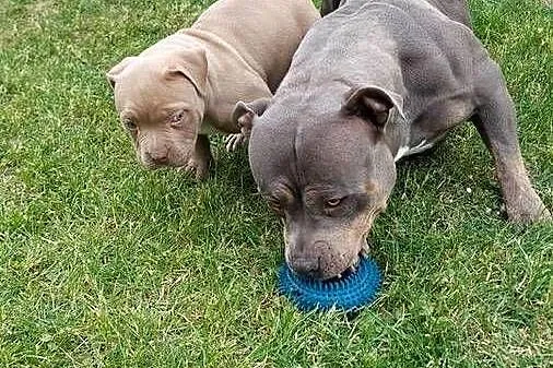 American bully, Dolnośląskie, Syców