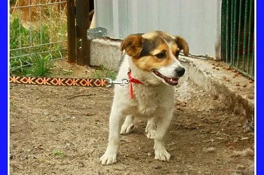 Sympatyczny,mały 8 kg psiak GUMIŚ,wesoły,towarzysk