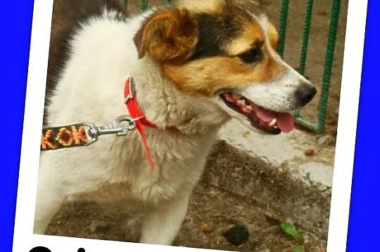Sympatyczny,mały 8 kg psiak GUMIŚ,wesoły,towarzysk